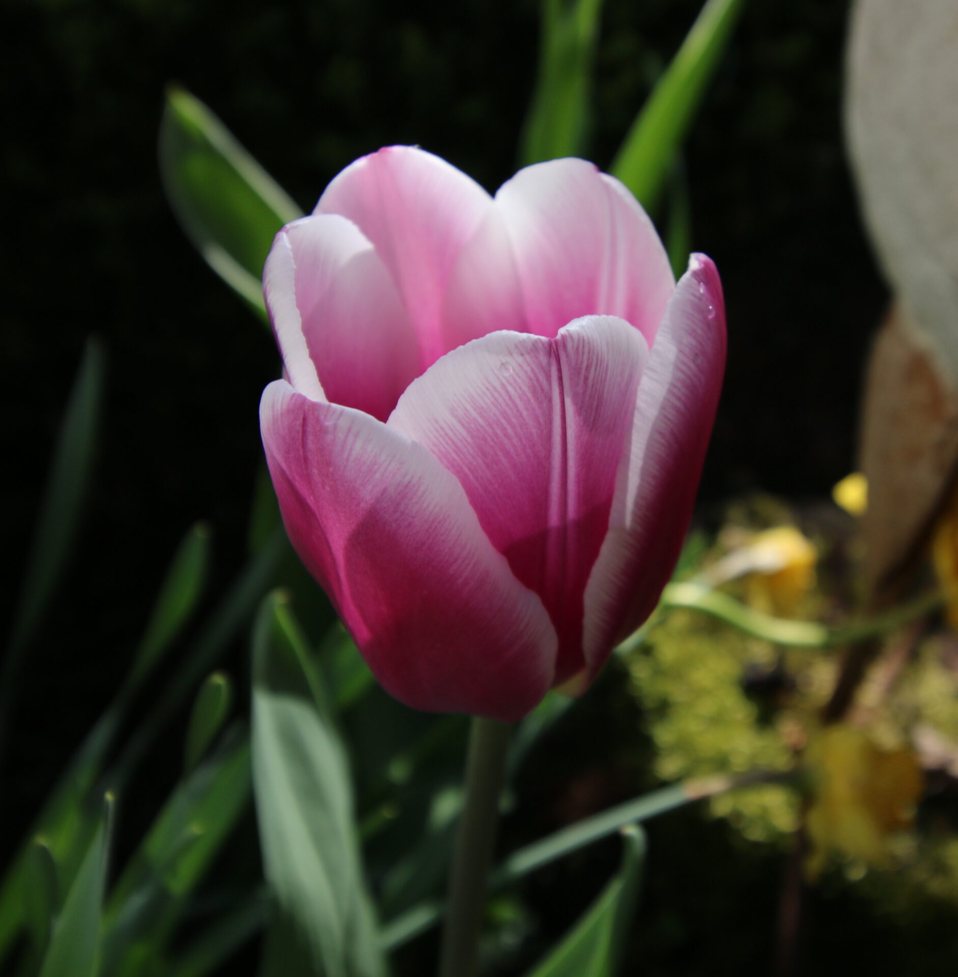 Blumen und Blümchen